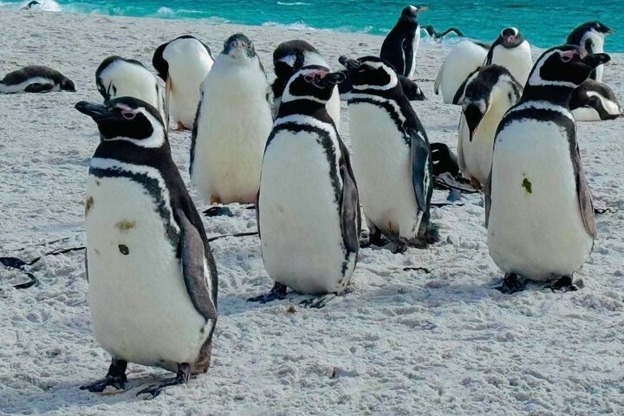 Falklands Penguin Tour Baia di Yorke, Baia di Rookery e Baia degli Zingari — 2