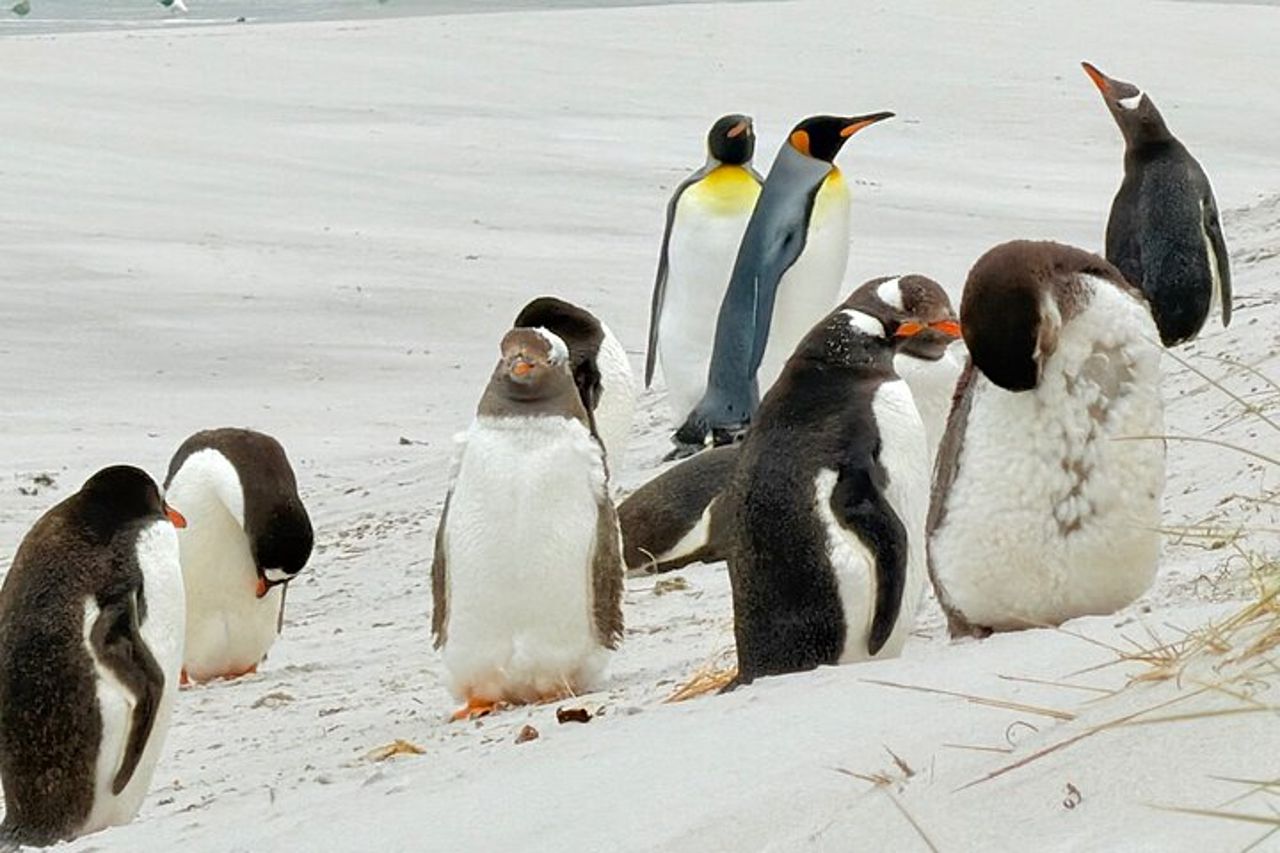 Falklands Penguin Tour Baia di Yorke, Baia di Rookery e Baia degli Zingari — 4