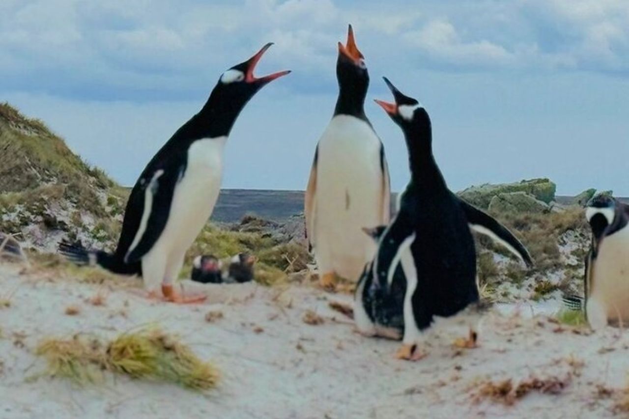 Falklands Penguin Tour Baia di Yorke, Baia di Rookery e Baia degli Zingari — 3