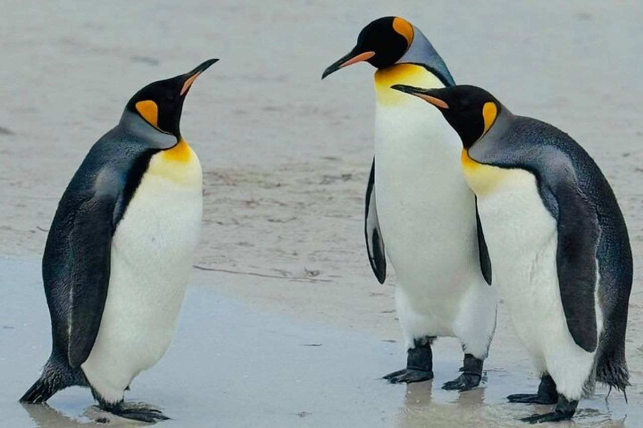 Falklands Penguin Tour Baia di Yorke, Baia di Rookery e Baia degli Zingari — 6