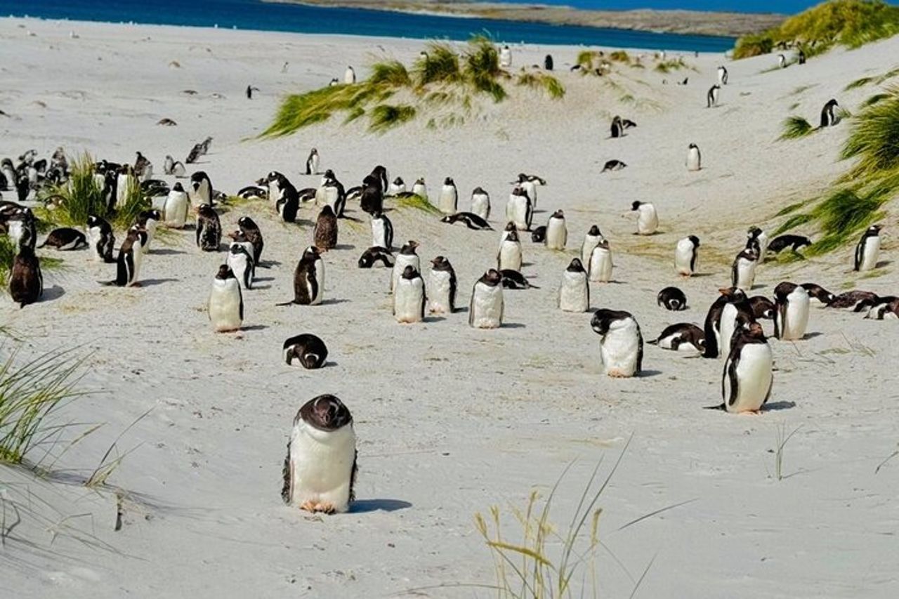 Falklands Penguin Tour Baia di Yorke, Baia di Rookery e Baia degli Zingari — 5