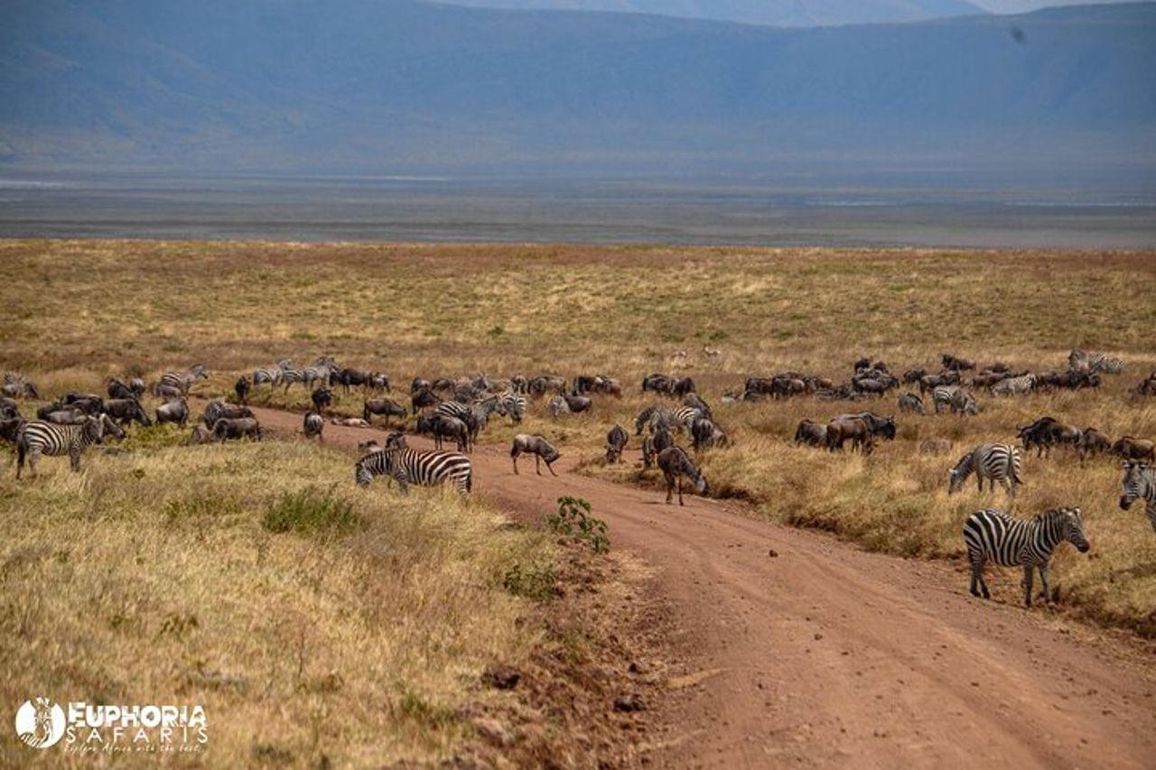 Gita di un giorno al cratere di Ngorongoro — 8