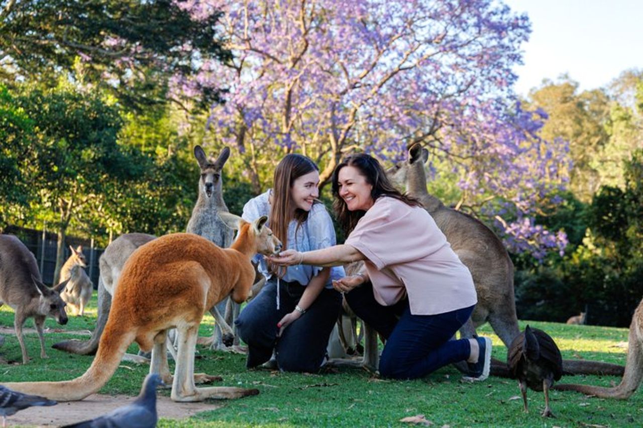 Crociera sul fiume Brisbane con ingresso al santuario Lone Pine Koala — 5