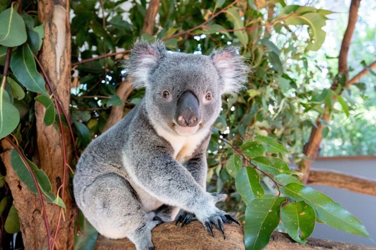 Crociera sul fiume Brisbane con ingresso al santuario Lone Pine Koala — 7