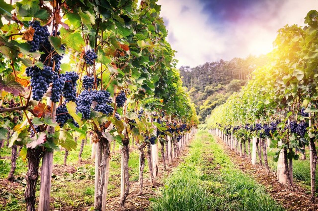 Tour del vino Franciacorta da Milano con Degustazioni — 2