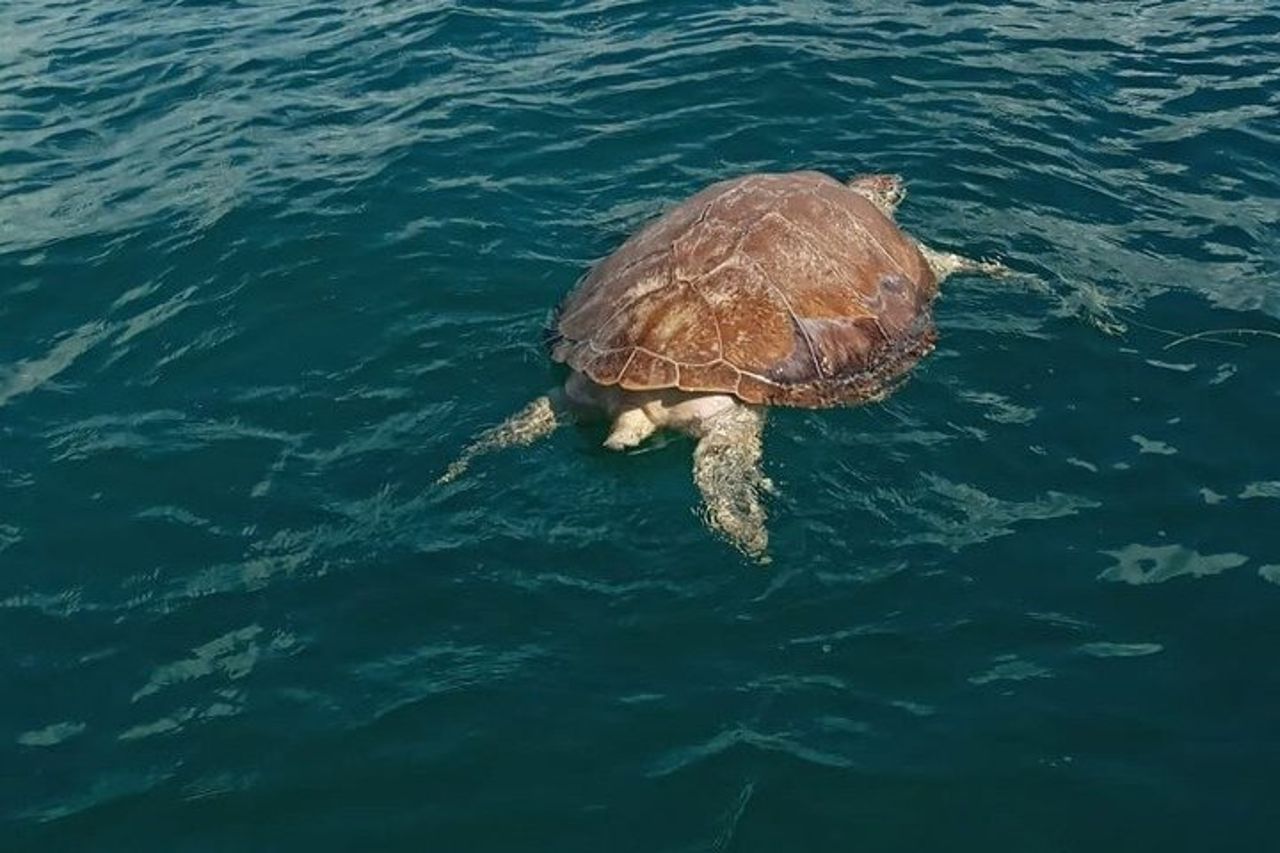 Snorkeling e pesca a Puerto Morelos — 4