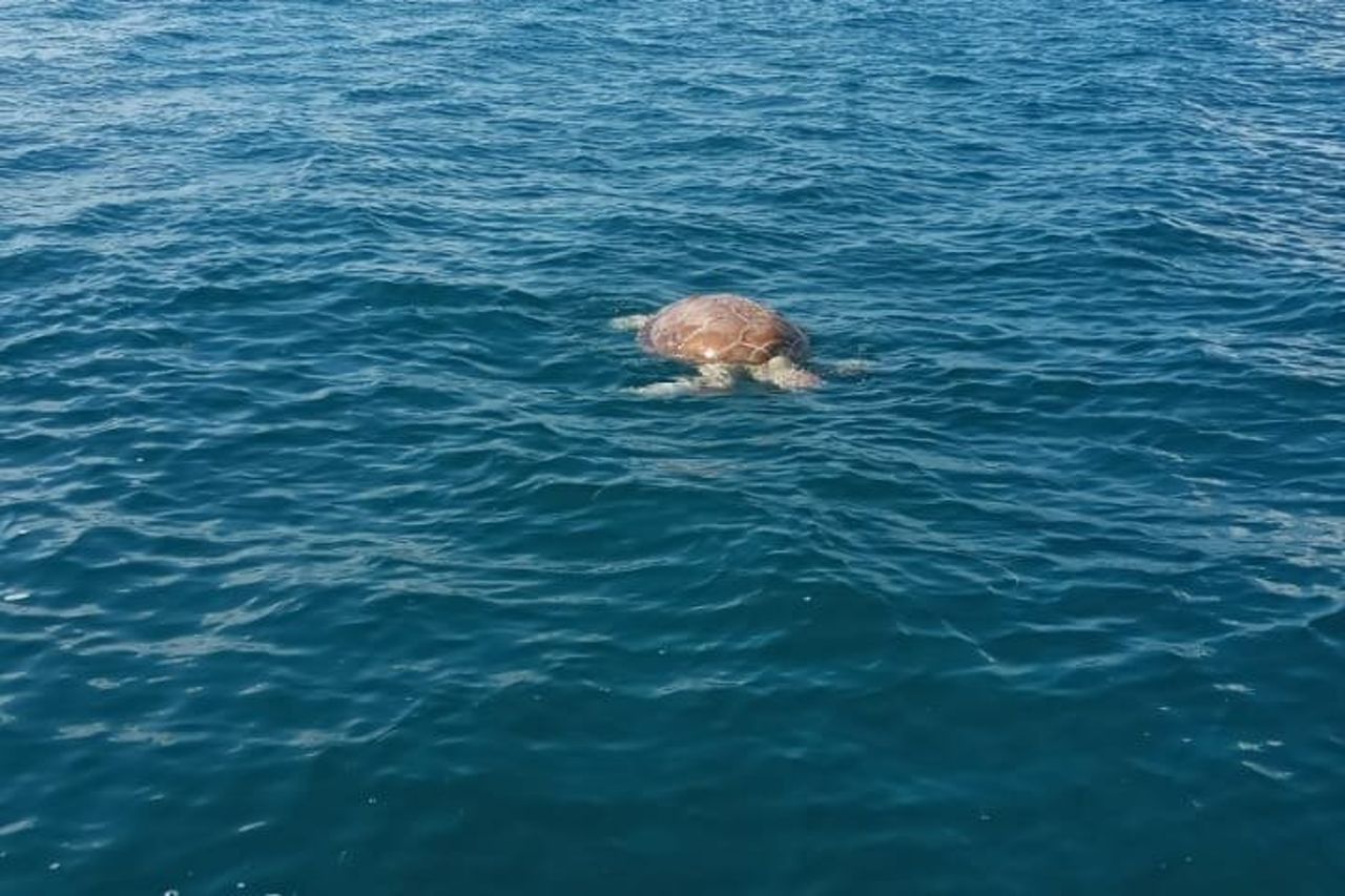 Snorkeling e pesca a Puerto Morelos — 5