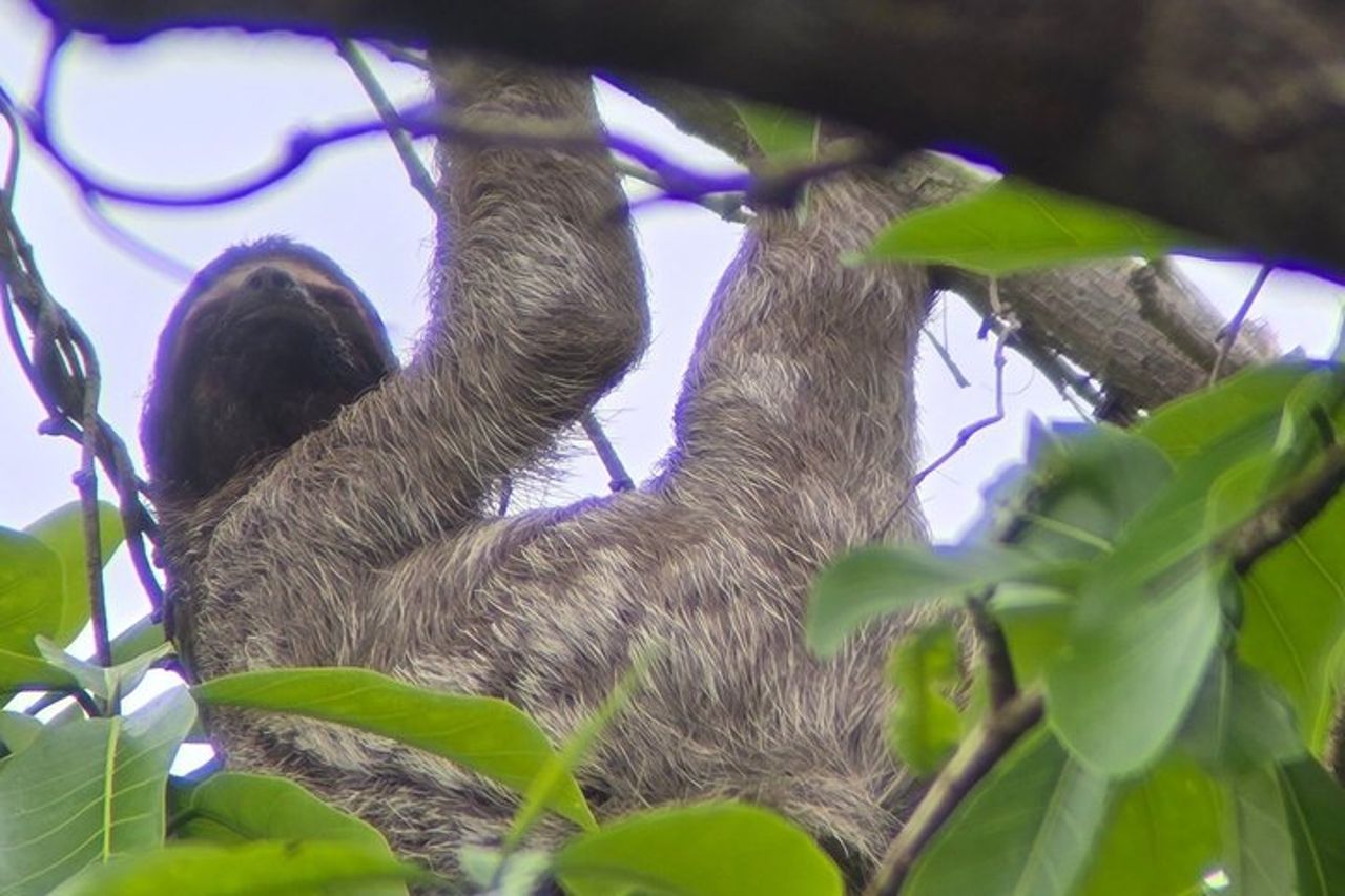 Tour a piedi di Ancon Hill: bradipi, fauna selvatica e viste sulla città di Panama — 2