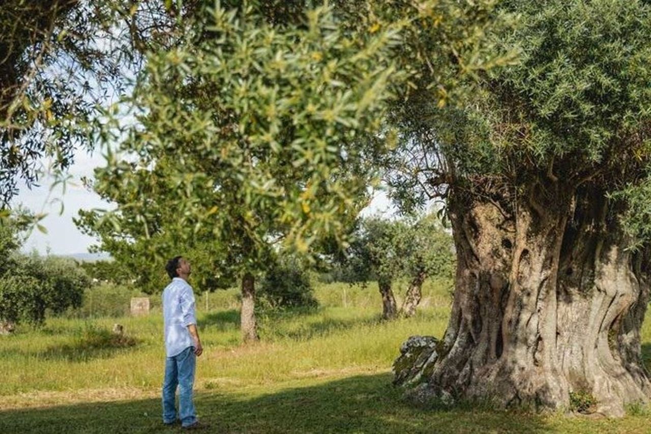 Tour privato di un'intera giornata a Evora | Sughero, vino e olio d'oliva — 2
