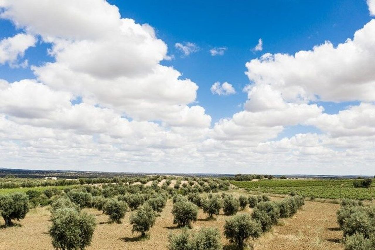 Tour privato di un'intera giornata a Evora | Sughero, vino e olio d'oliva — 4