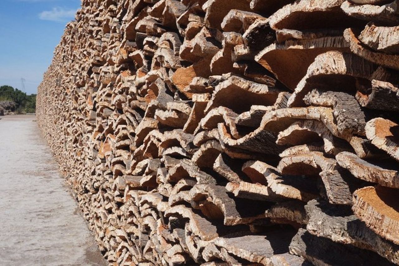 Tour privato di un'intera giornata a Evora | Sughero, vino e olio d'oliva — 5