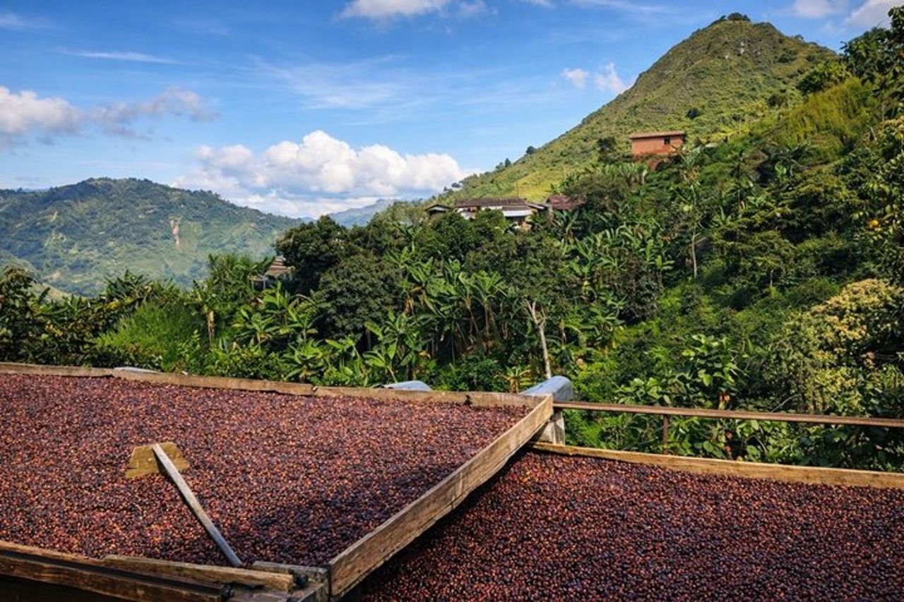 Tour privato alla città di Santa Fe de Antioquia e alla piantagione di caffè. — 2