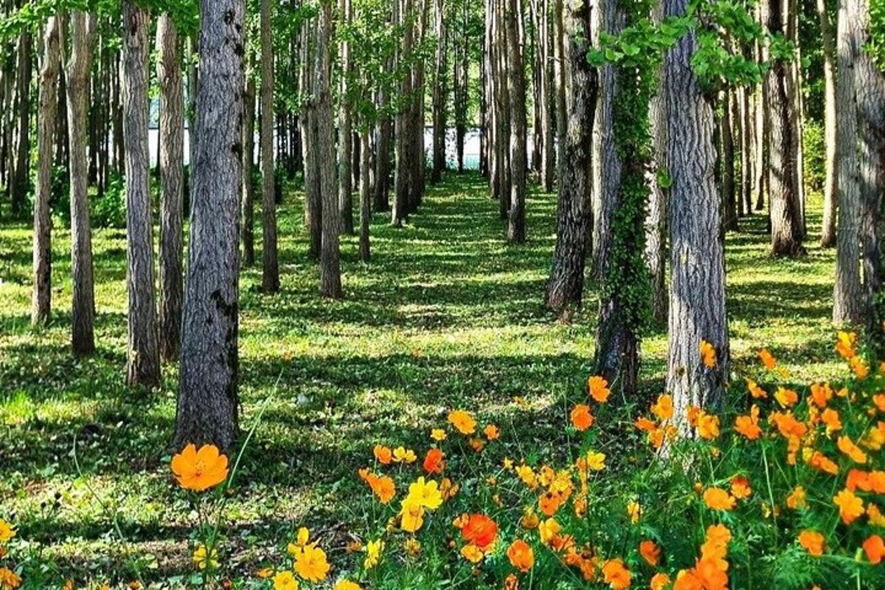 Nami Island e Petite France e gita di un villaggio italiano da Seoul — 8