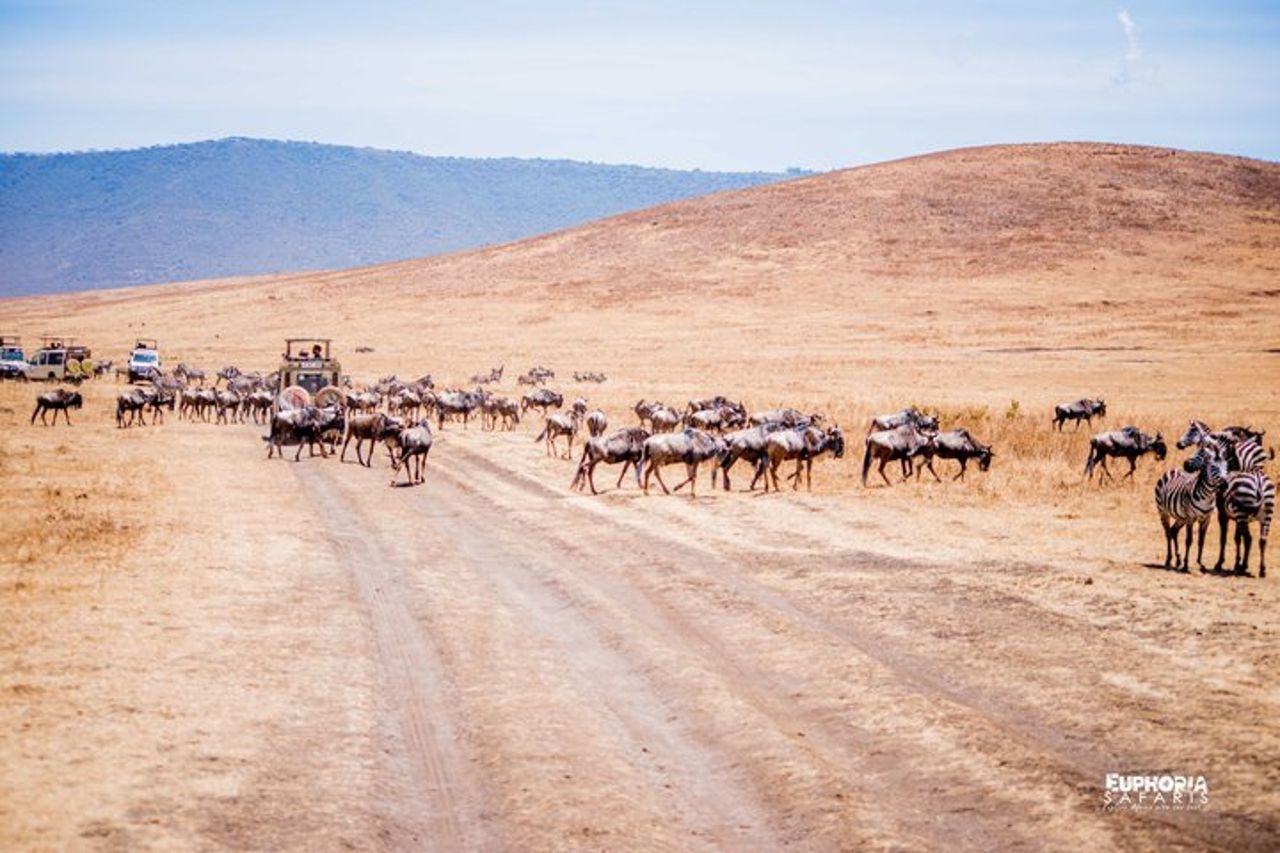 Gita di un giorno al cratere di Ngorongoro — 9