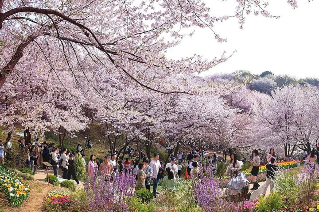 Tour di un giorno a Cherry Blossoms Incheon — 2