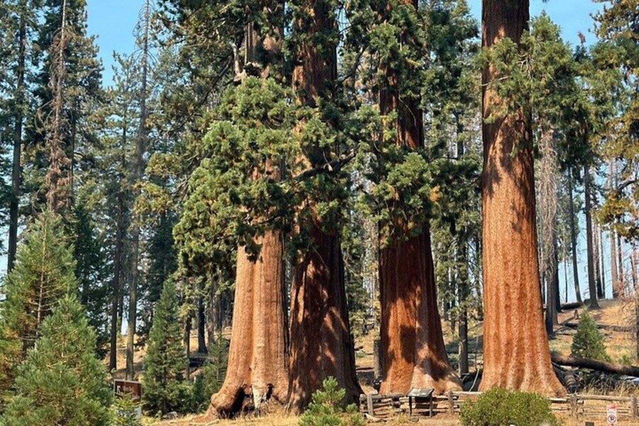 Tour di 2 giorni da San Francisco a Kings Canyon e Yosemite — 4