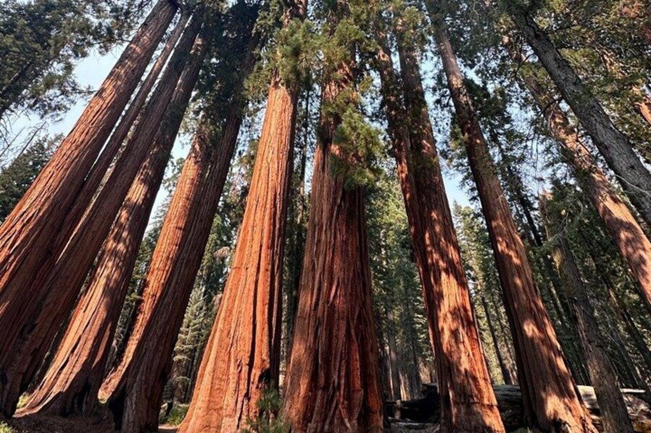 Tour di 2 giorni da San Francisco a Kings Canyon e Yosemite — 5