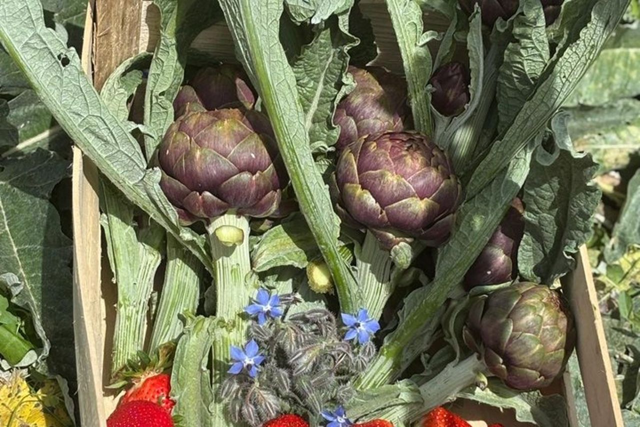 Scopri un viaggio culinario con l'ambasciatore del gusto — 5