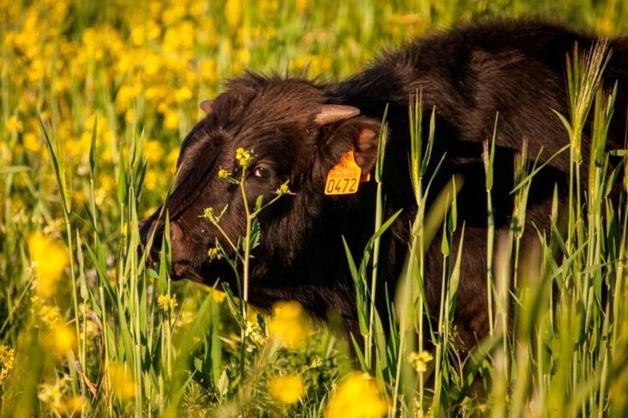 Visita Entre Toros y Caballos — 6