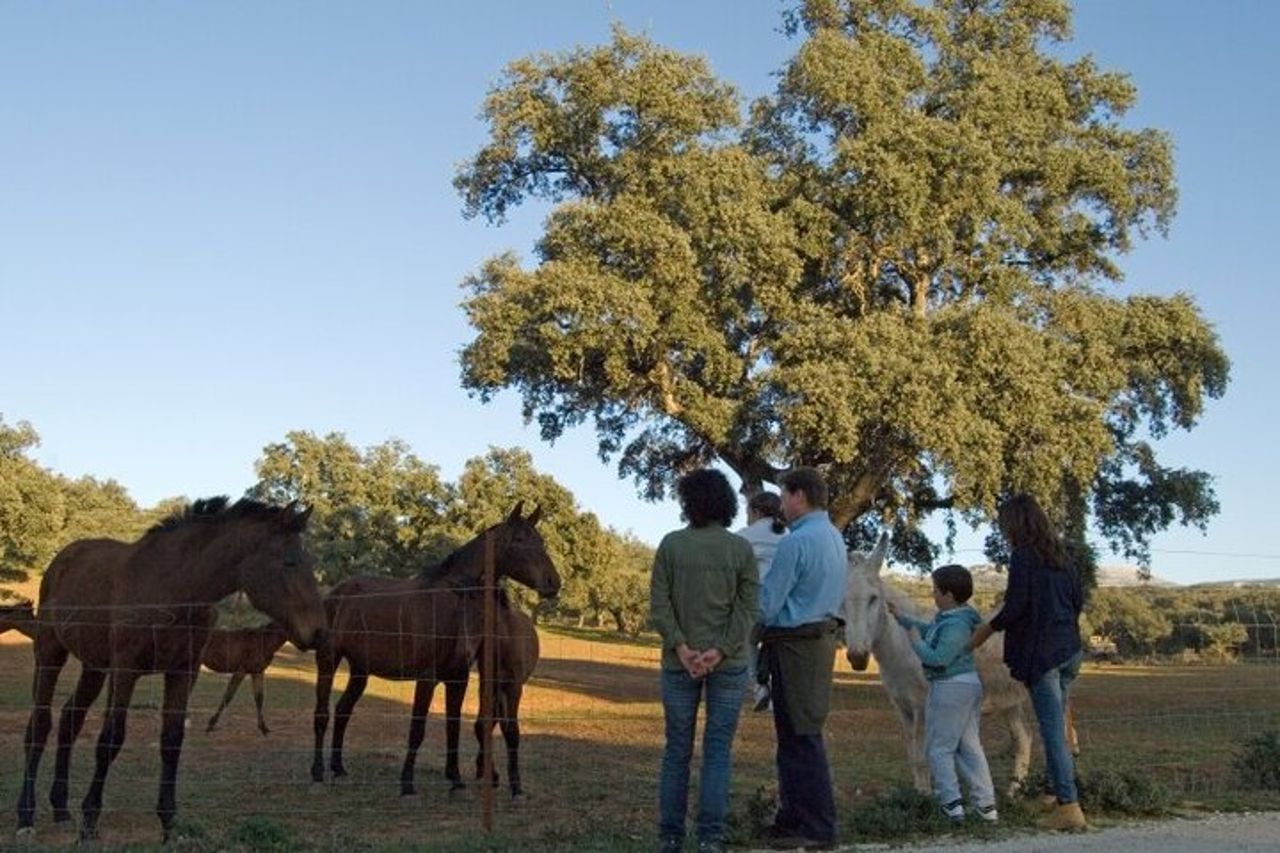 Visita Entre Toros y Caballos — 8