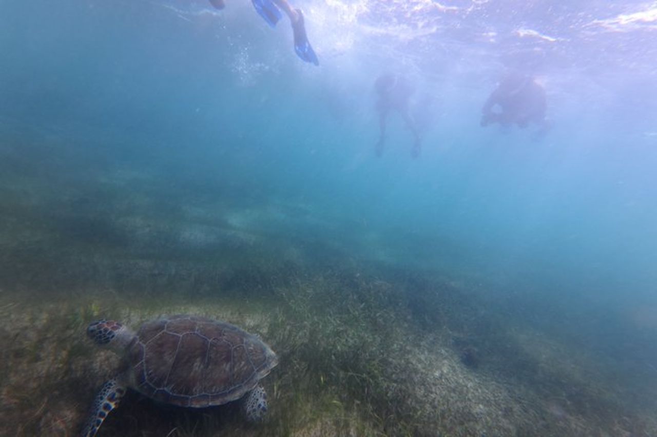 Avventura di snorkeling con avvistamento delle tartarughe di San Juan con video — 7
