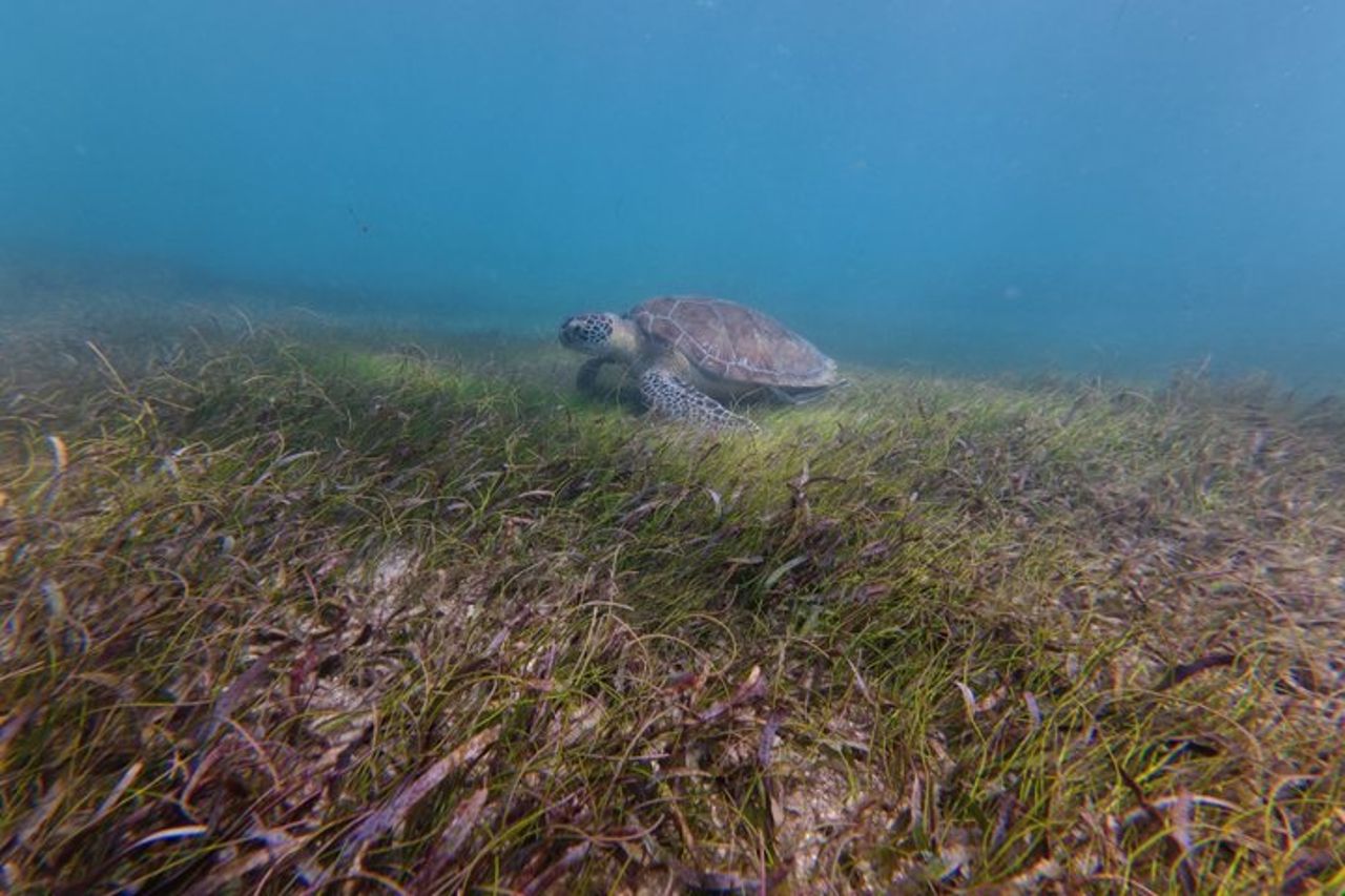 Avventura di snorkeling con avvistamento delle tartarughe di San Juan con video — 8