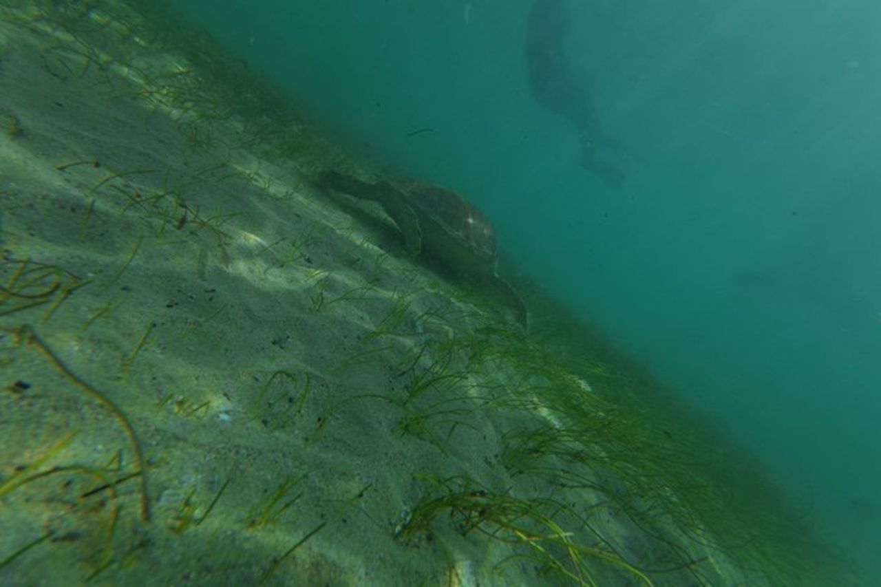 Avventura di snorkeling con avvistamento delle tartarughe di San Juan con video — 9