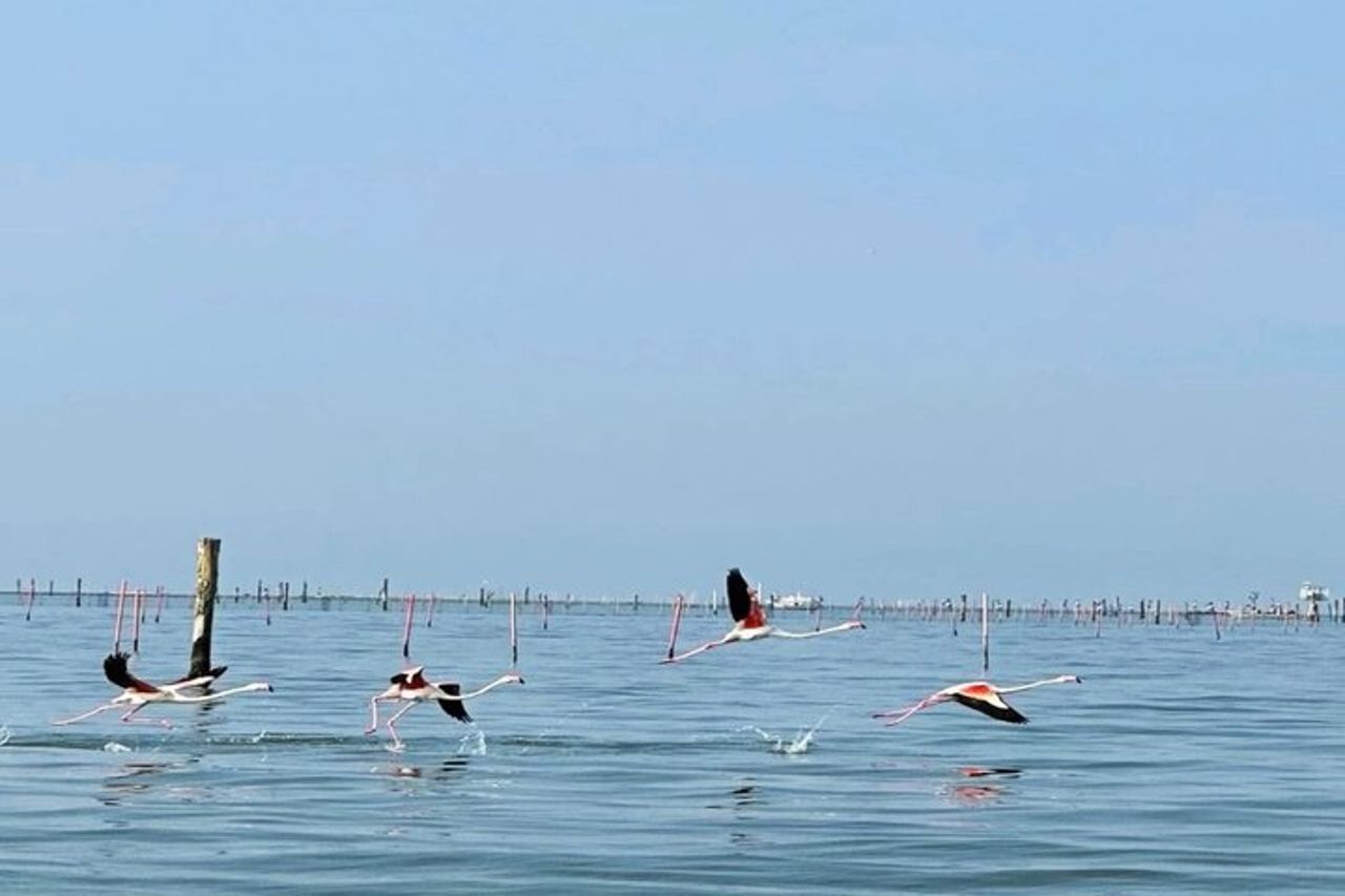 Esplora l'Isola dell'Amore e la fauna selvatica in un tour in barca del Delta del Po — 3