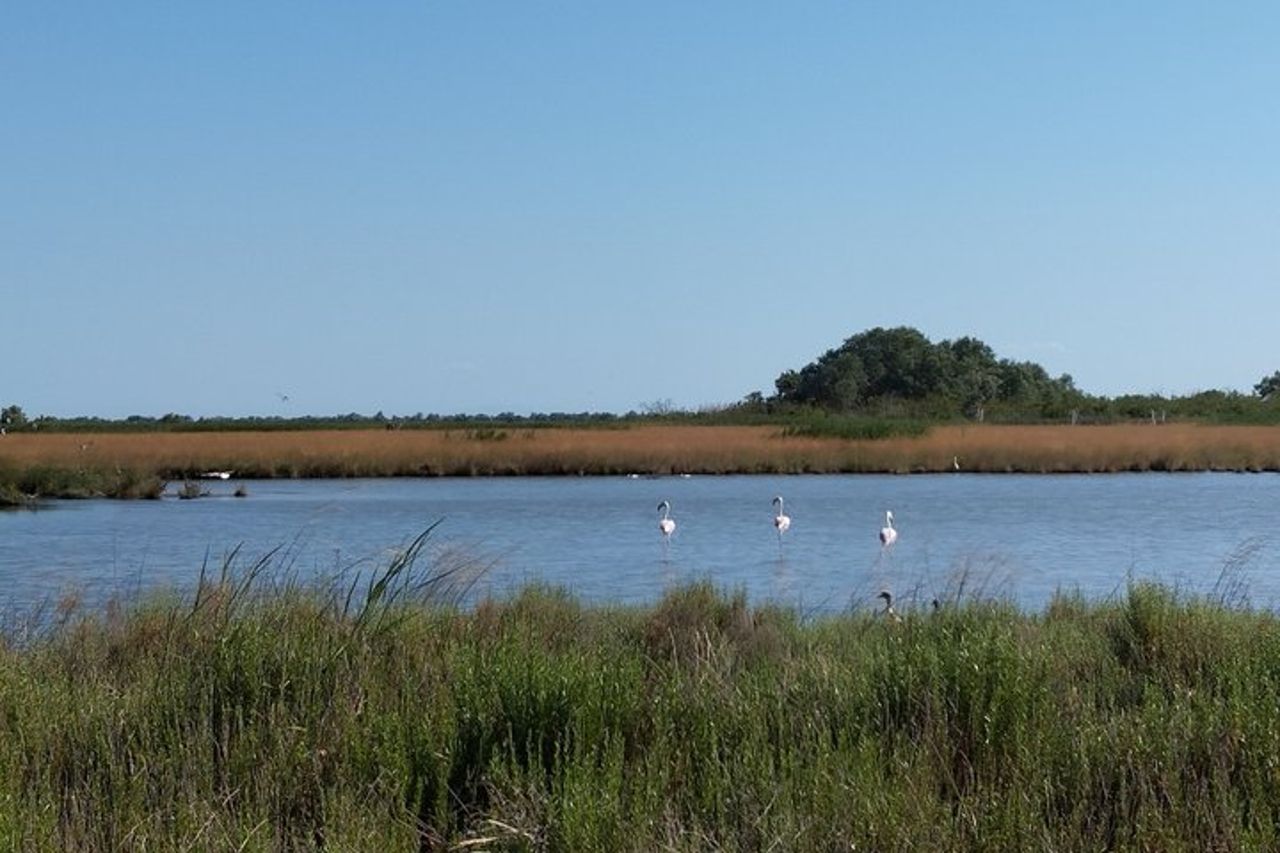 Esplora l'Isola dell'Amore e la fauna selvatica in un tour in barca del Delta del Po — 5