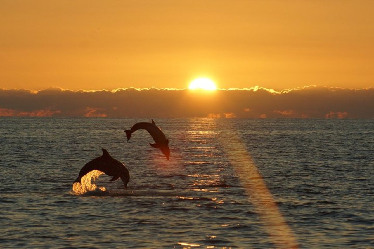 Crociera SeaQuest Sunset Dolphin a Destin — 3
