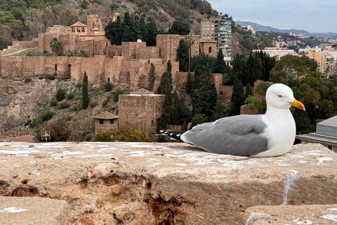 Tour guidato privato a Malaga da Nerja — 8
