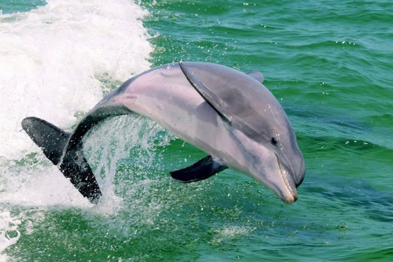 Tour di avvistamento e bombardamento dei delfini di Destin