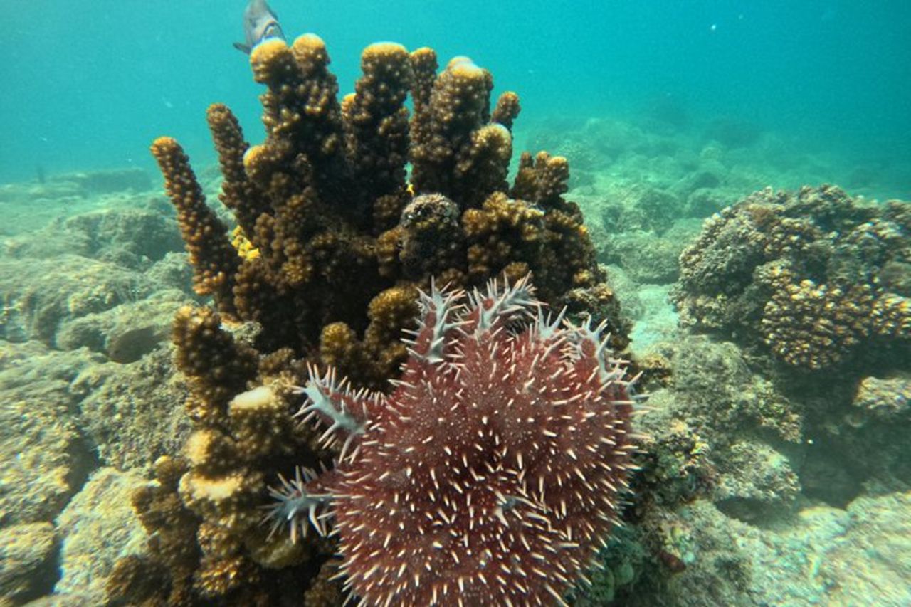 Tour tutto compreso dell'isola Espíritu Santo e Balandra — 3