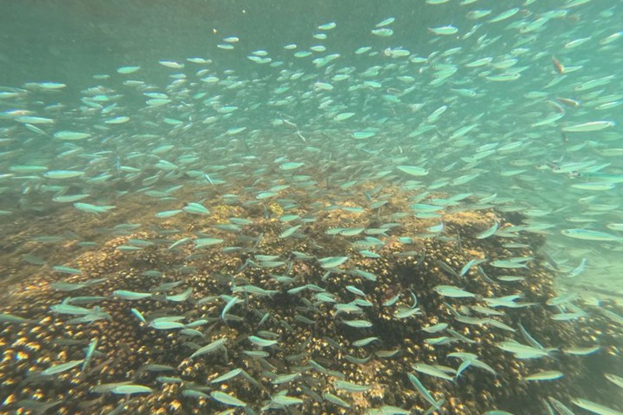 Tour tutto compreso dell'isola Espíritu Santo e Balandra — 6