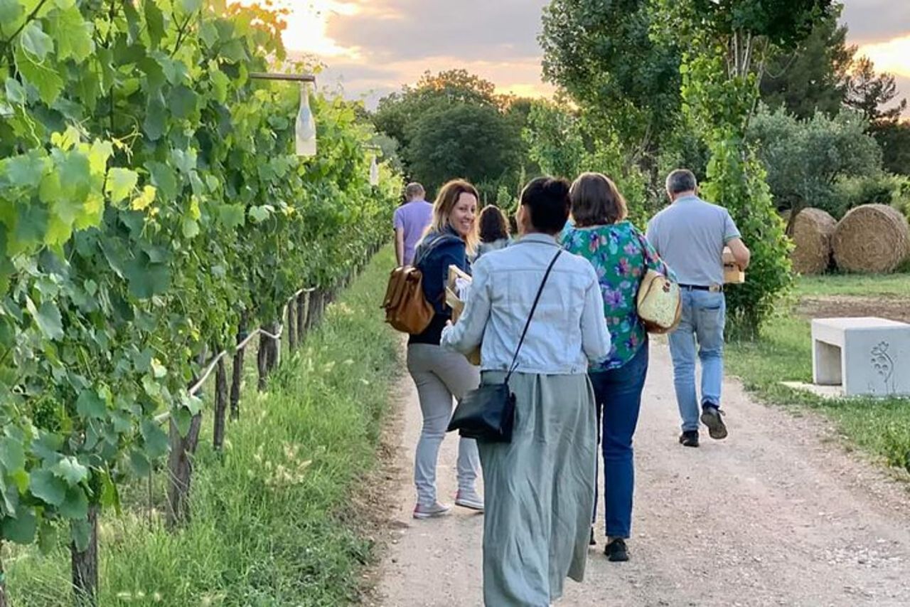 Degustazione Vini e Visita Guidata in Vigna e Cantina a S. Maria Imbaro — 3