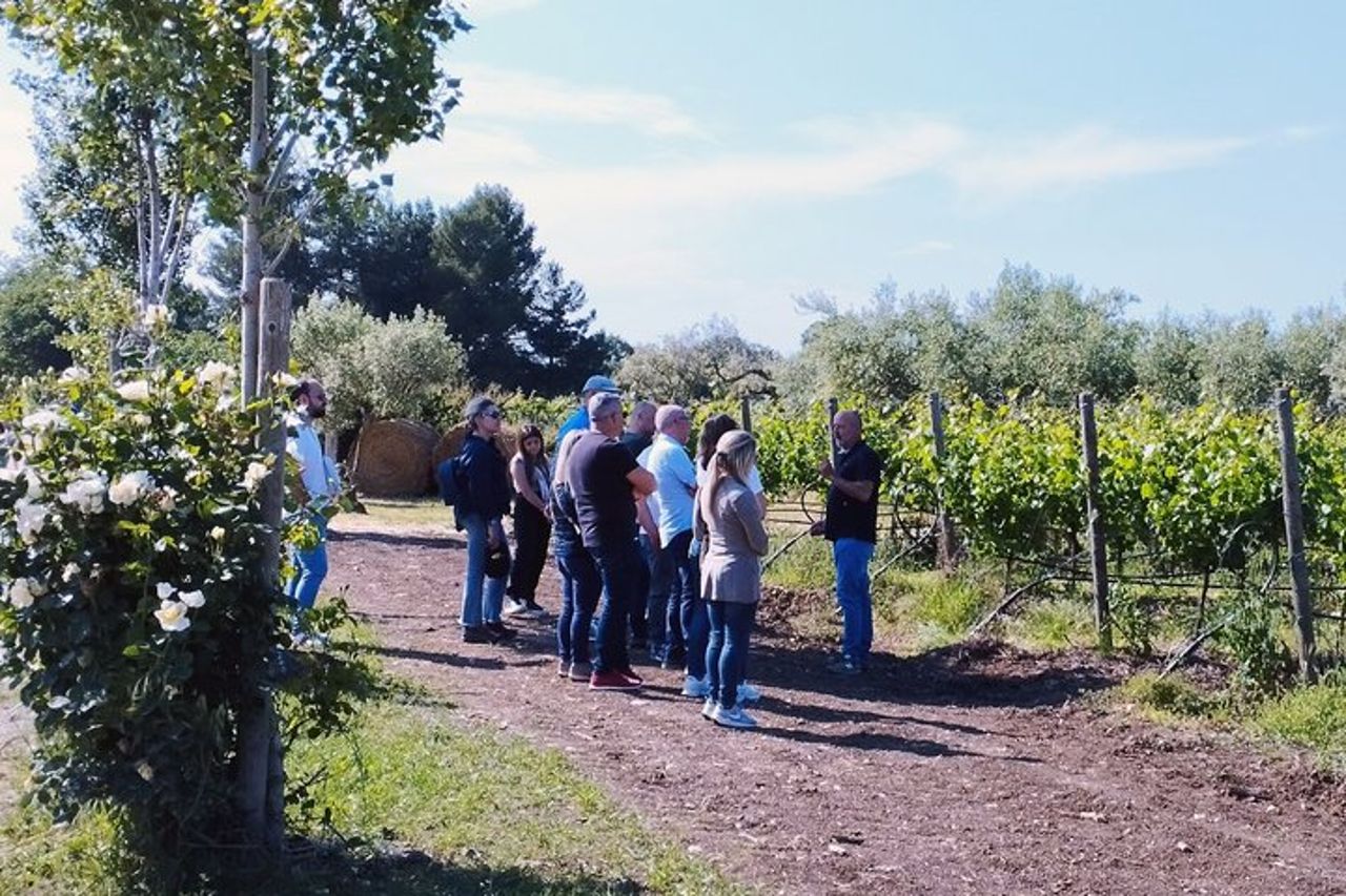 Degustazione Vini e Visita Guidata in Vigna e Cantina a S. Maria Imbaro — 5
