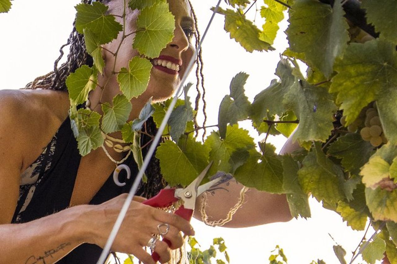 Vendemmia con Pigiatura e Picnic tra ulivi e vigne — 2