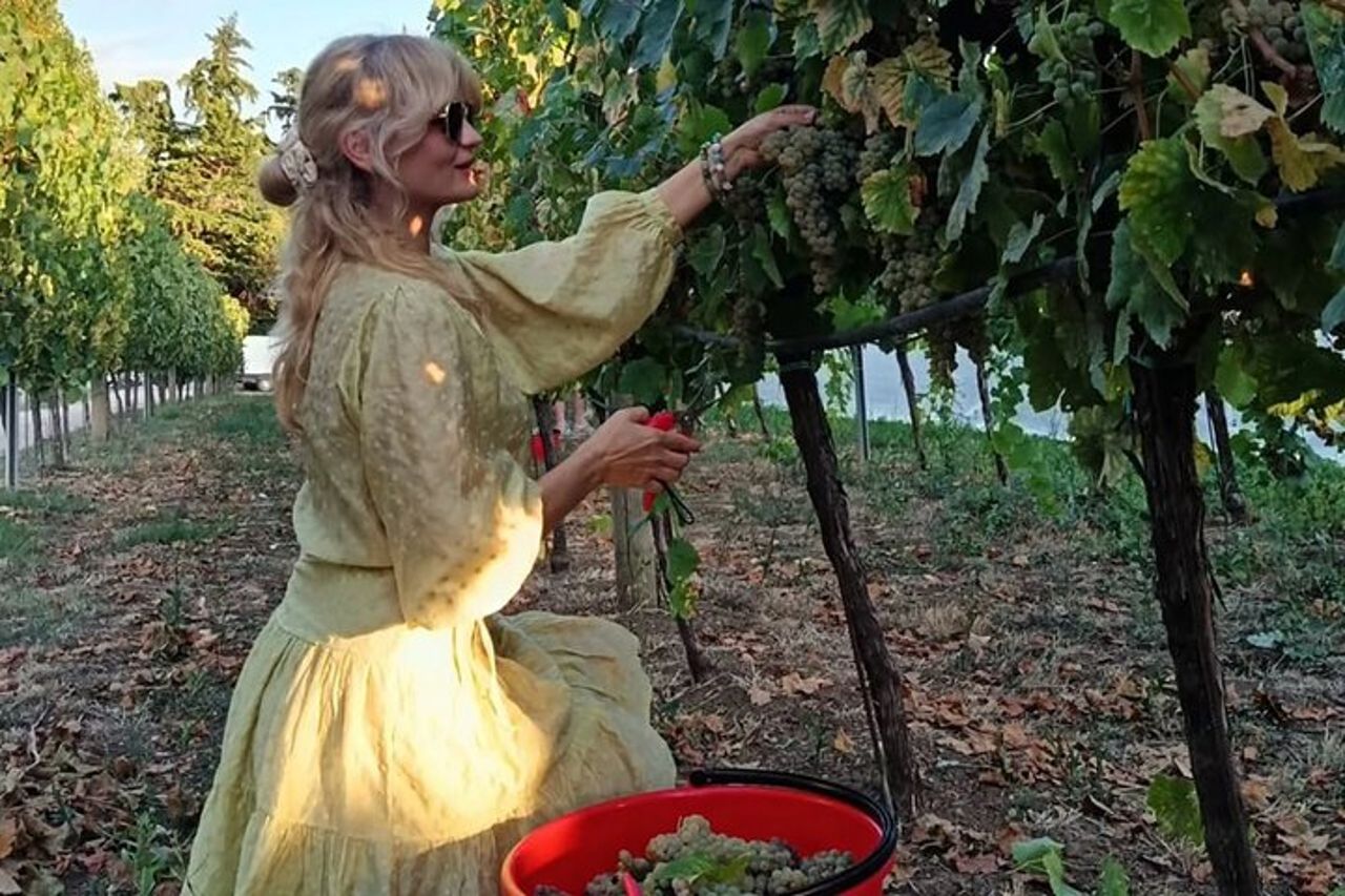 Vendemmia con Pigiatura e Picnic tra ulivi e vigne — 5
