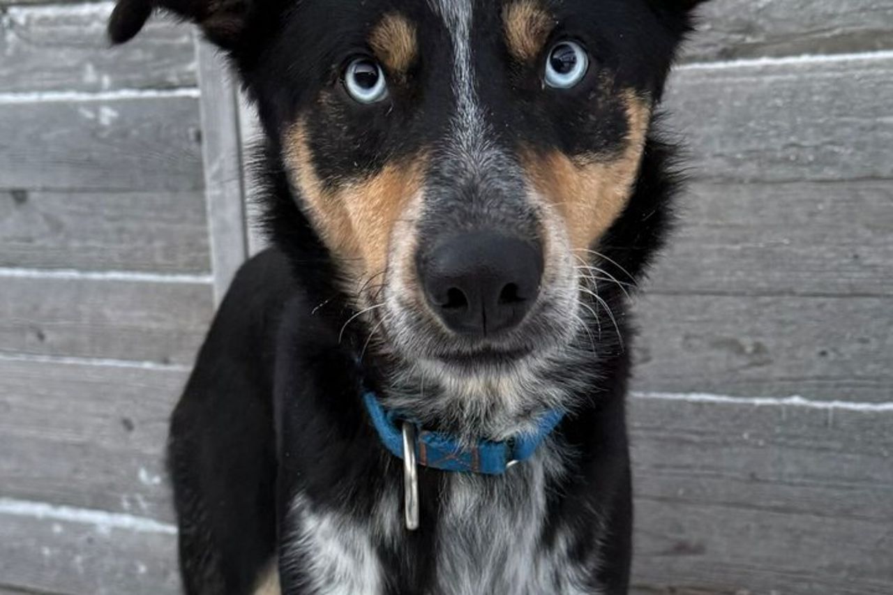 Esperienza Husky di 1,5 ore a Pyhatunturi — 2