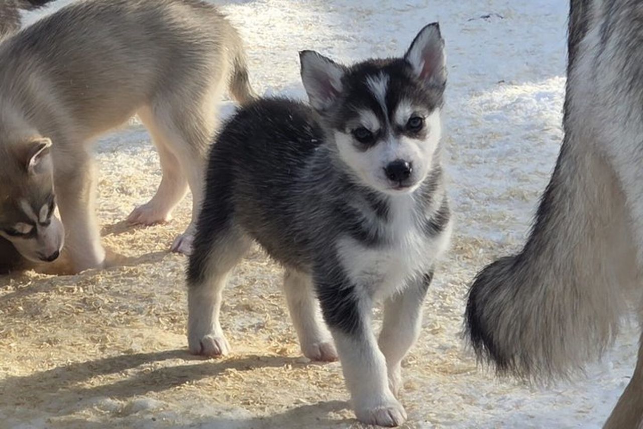 Esperienza Husky di 1,5 ore a Pyhatunturi — 5