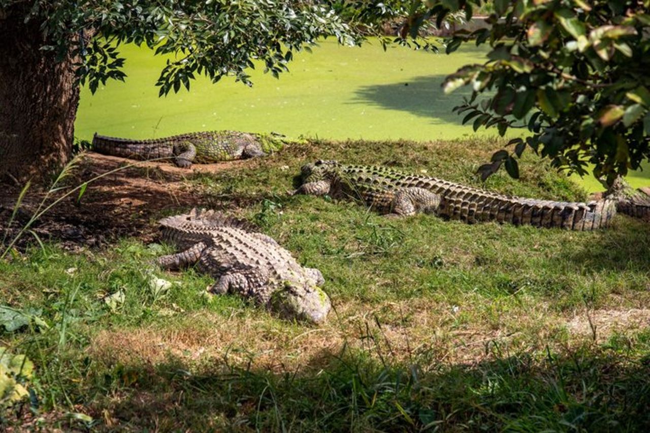 Le attrazioni imperdibili di Antananarivo: il Palazzo della Regina e lo Zoo. — 6