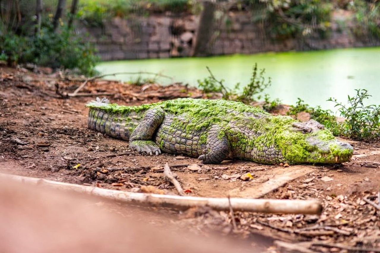 Le attrazioni imperdibili di Antananarivo: il Palazzo della Regina e lo Zoo. — 2