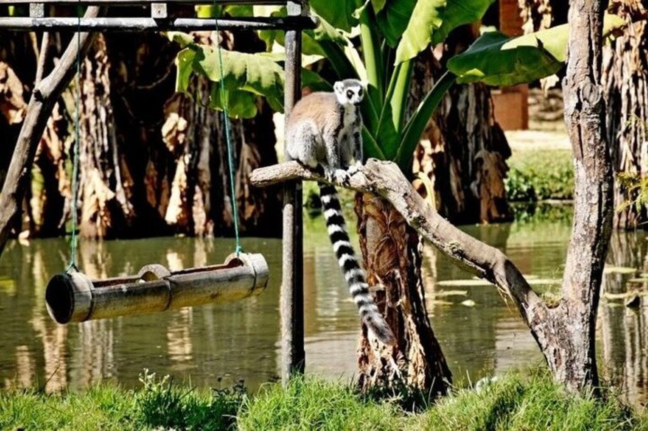 Le attrazioni imperdibili di Antananarivo: il Palazzo della Regina e lo Zoo. — 4