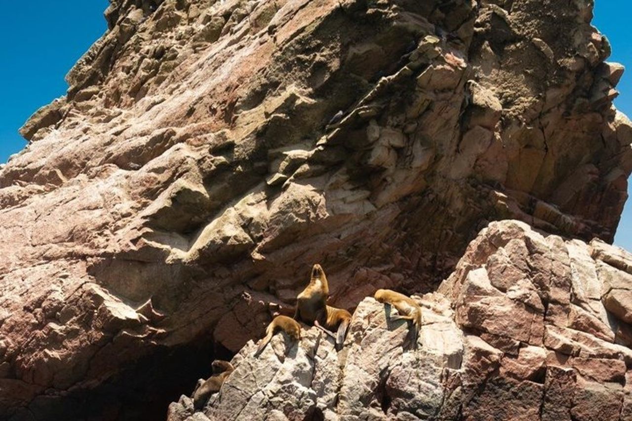 Tra isole, dune e vigneti: una giornata a Paracas, Ica, TUTTO COMPRESO — 8