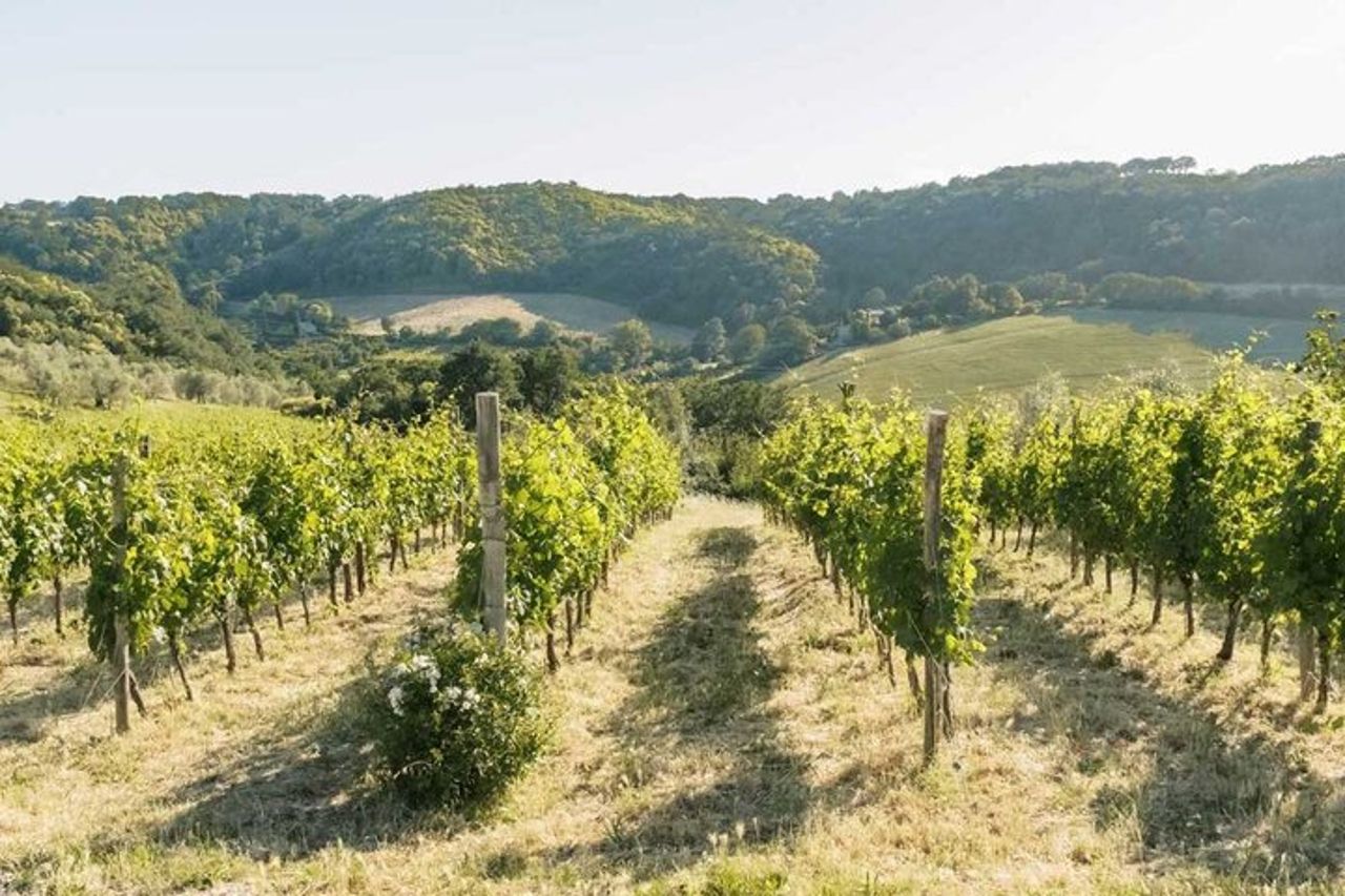 Picnic in vigna in una cantina familiare vicino Orvieto — 8