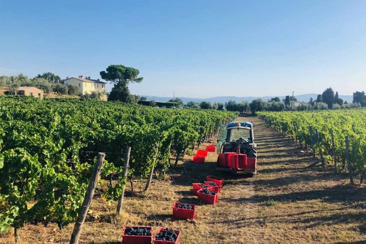 Picnic in vigna in una cantina familiare vicino Orvieto — 5