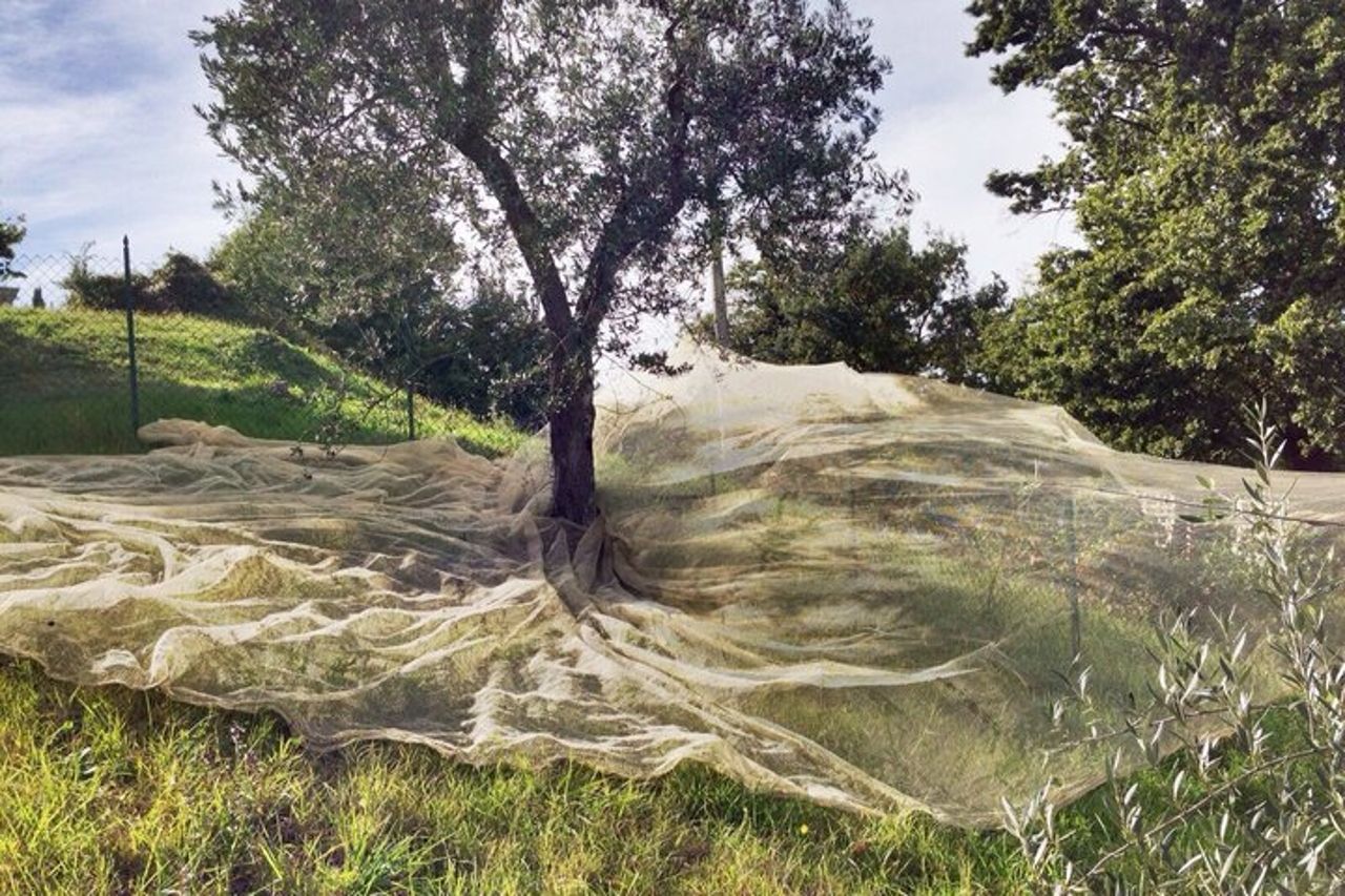 Picnic in vigna in una cantina familiare vicino Orvieto — 6