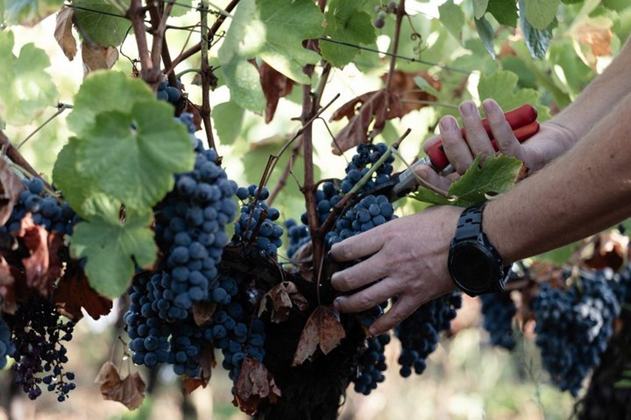 Picnic in vigna in una cantina familiare vicino Orvieto — 7