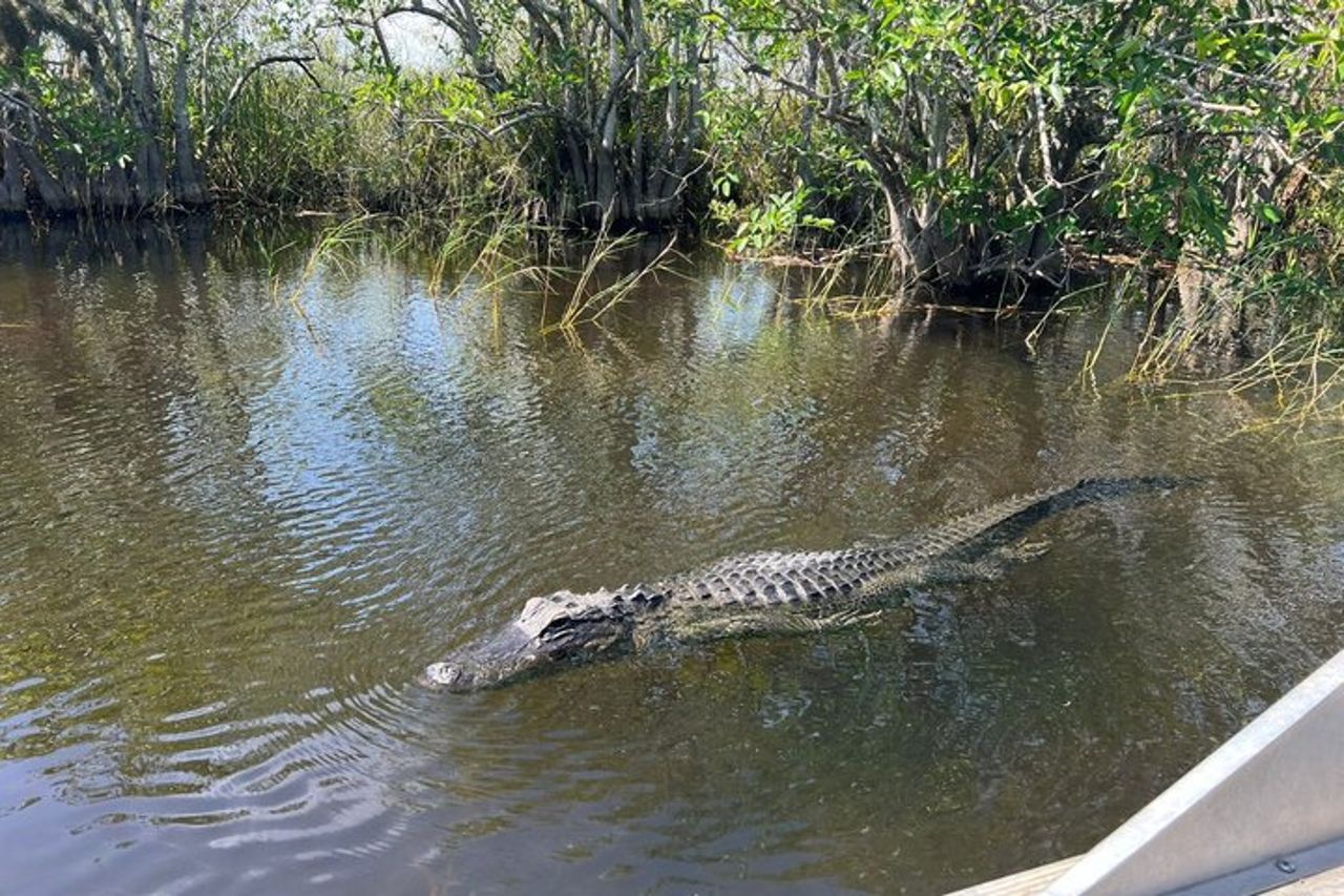 Everglades private e tour della città combinati — 4