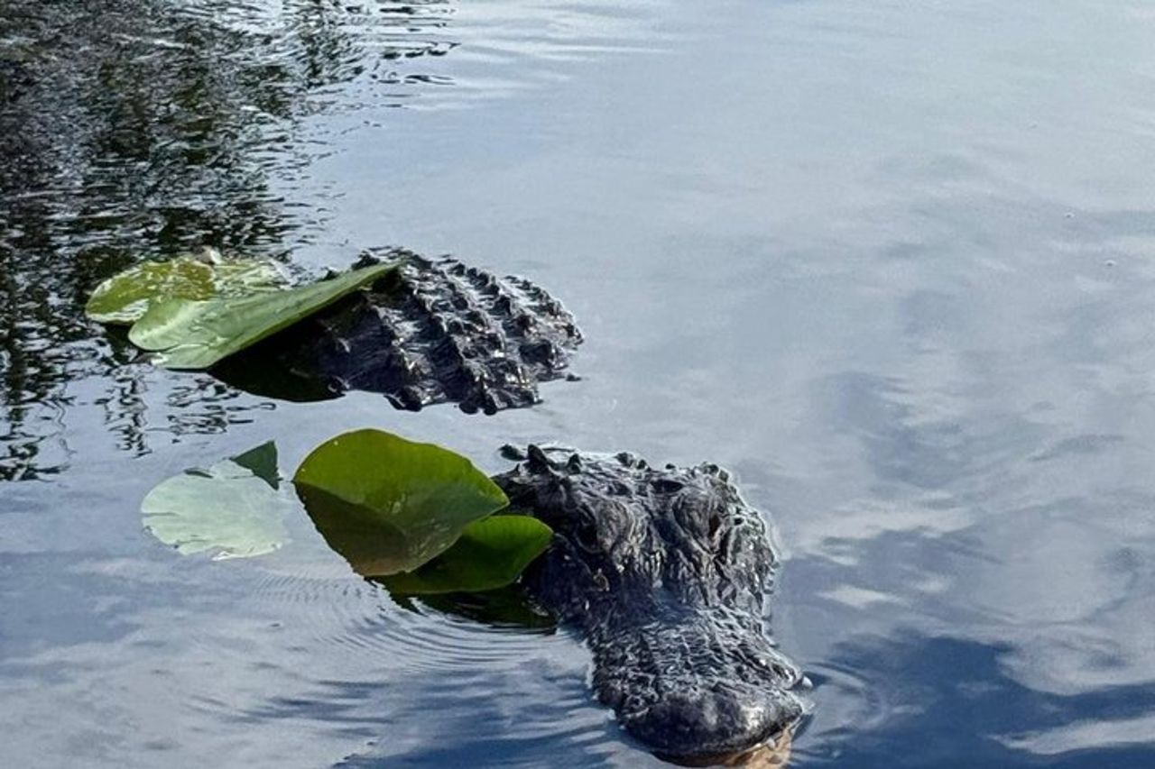 Everglades private e tour della città combinati — 5